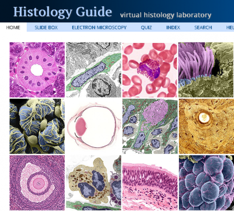 Sorensen, Clark Brelje - Website Histology Guide | AnatomyTOOL